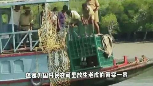 村民在河里放生老虎，笼门打开的一瞬间，才知道啥叫霸气！
