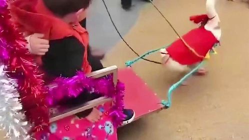 打遍全村无敌手的大鹅，竟然栽在熊孩子手里，太搞笑了吧！