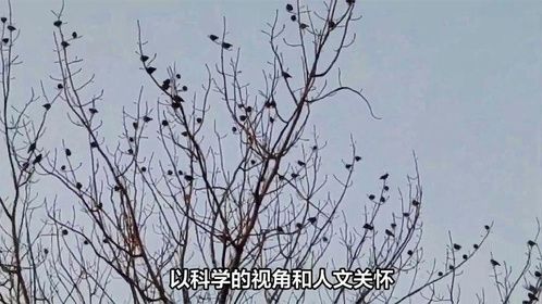 村民摆出一字长蛇阵，手持巨网捕捉成群麻雀，方法简单粗暴
