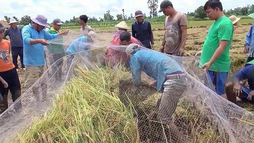 村民收割水稻却发现不对，直接一网子下去，真凶终于浮出水面