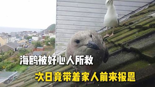 男子海上意外救了只海鸥，没想到次日海鸥竟带着全家人前来报恩！