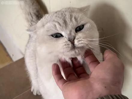 银渐层：猫咪做梦都想不到！自己年纪轻轻就背上145万债务 #邪恶银渐层 #猫咪 #银渐层 #萌宠