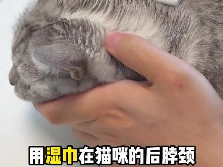 养猫不求人❗❗手把手教你体外驱虫 #新手养猫 #养猫经验分享 #猫咪驱虫 #猫外驱虫 #驱虫药猫咪