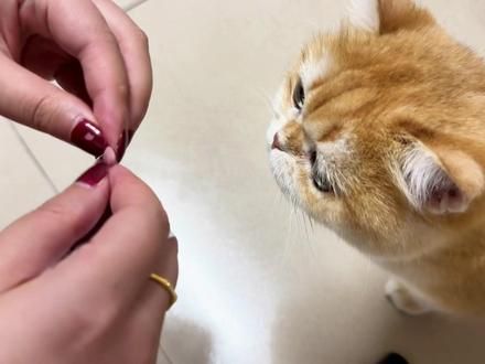 分享一个让猫主动吃驱虫药的方法：一定要演戏，假装这是好吃的，但不给它吃，这样越阻拦它就吃的越快 #猫咪 #驱虫的妙招 #傻猫的日常 #驱虫小技巧 #记录猫咪日常