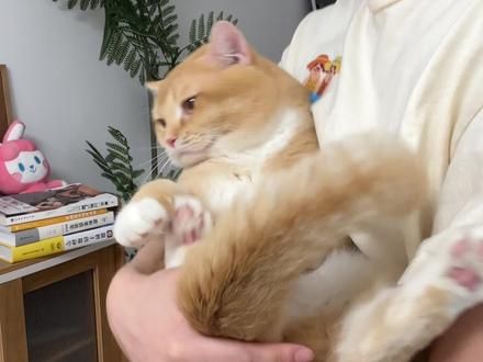 猫咪不给抱？一招搞定#养宠进阶指南 #养猫经验分享 #养猫人 #铲屎官的乐趣 #喵咪日常