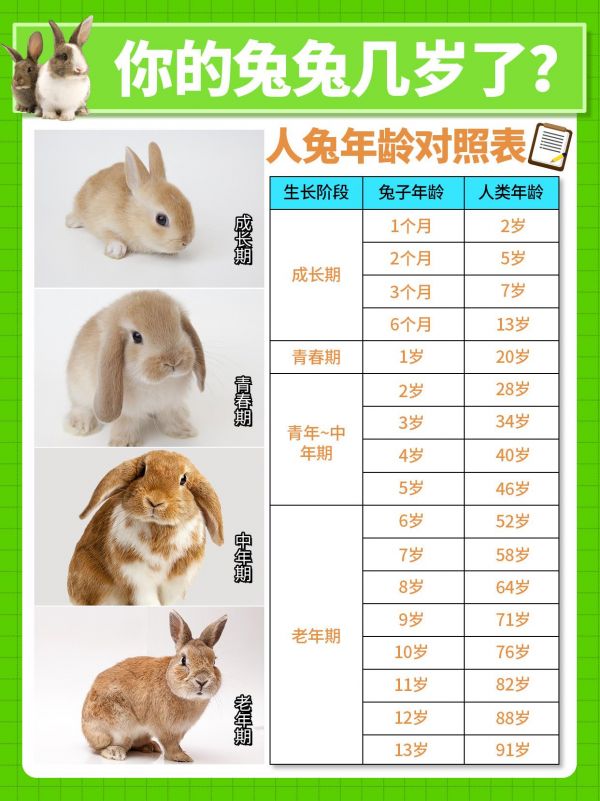 第6集：来康康你的兔兔多少岁了。#兔子 #萌宠出道计划 #科学养兔 #科普 #兔兔这么可爱