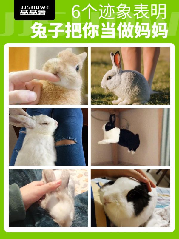 第5集：来看看兔子把你当妈妈了吗。#萌宠出道计划 #小动物们能有多治愈 #毛茸茸 #兔子 #谁不想拥有一只兔团团呢