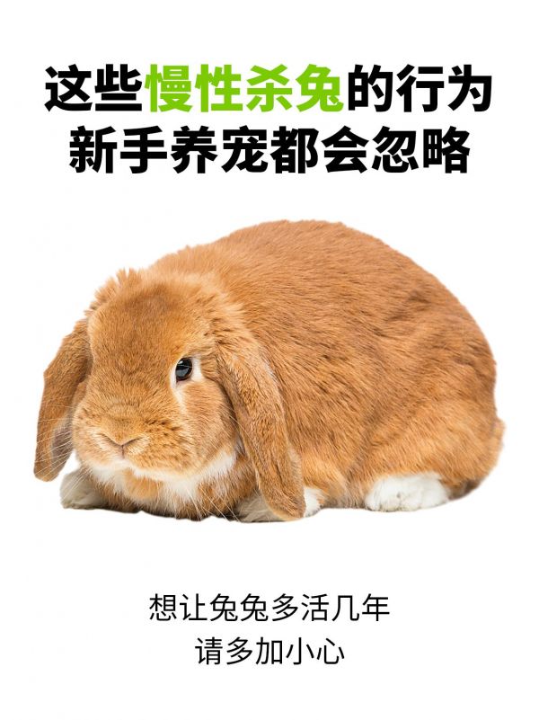 第4集：这些慢性杀兔行为，兔家长们要注意了！。#萌宠出道计划 #动物知识科普视频 #科学养宠攻略 #兔子 #科学养兔