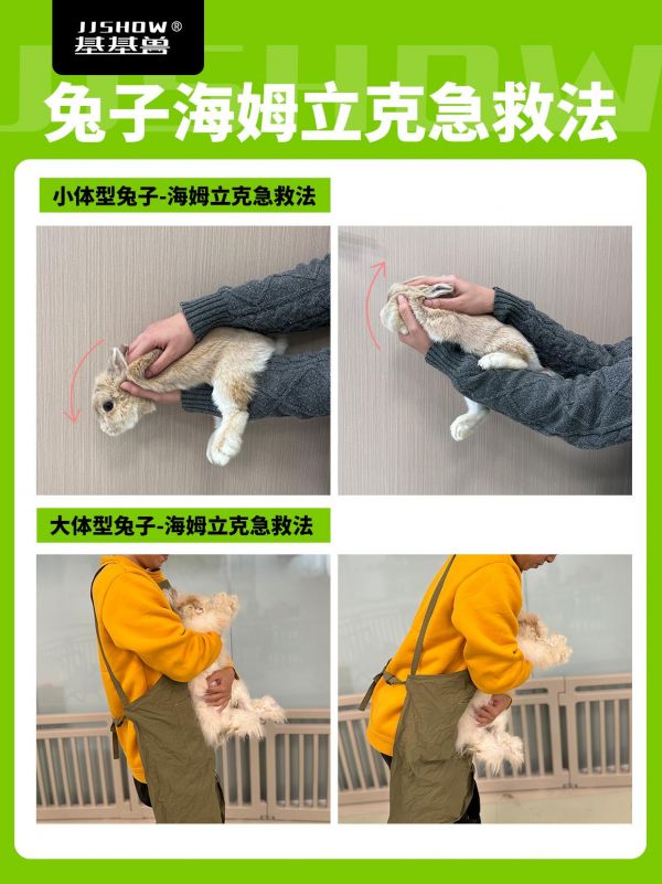 第7集：兔子急救！被食物噎住无法呼吸。#萌宠好物 #萌宠出道计划 #科学养宠攻略 #科学养兔