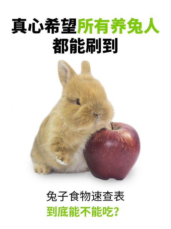 第8集：兔兔食谱速查表，赶紧码住！。#兔子 #每天一起涨知识 #科学养宠攻略 #科学养兔 #科学喂养