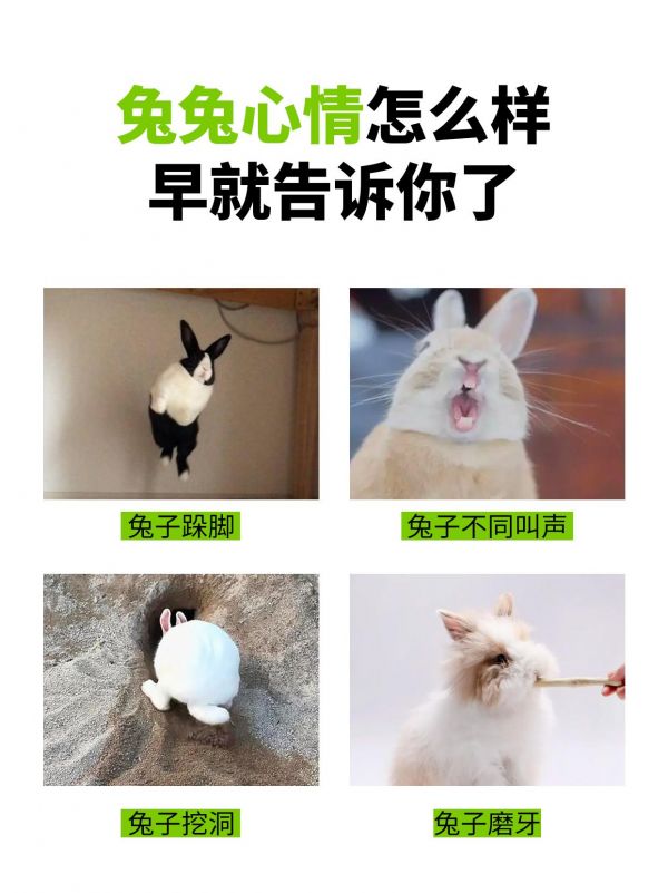 第9集：兔兔的行为解读。#萌宠出道计划 #兔子 #科学养兔 #萌宠 #养宠进阶指南