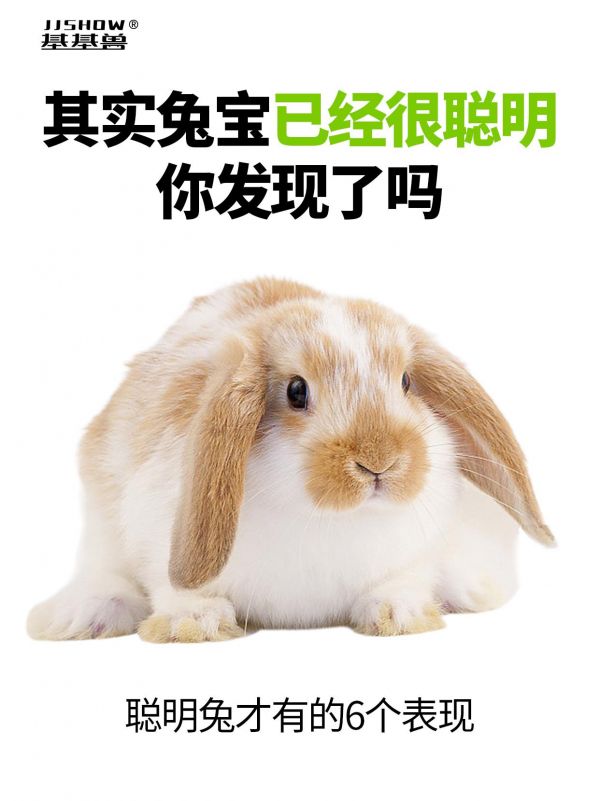 第10集：聪明兔的6个表现。#小兔兔 #兔叽兔叽 #萌宠出道计划 #神奇动物在抖音 #新年发财萌兔