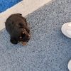 小体宠物幼犬领养