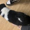 免费领养小狗