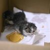 免费领养小猫