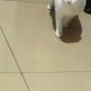 给猫猫找个好人家
