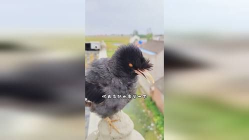 会叫奶奶喊爷爷还会学邻居家的小宝宝哭闹声