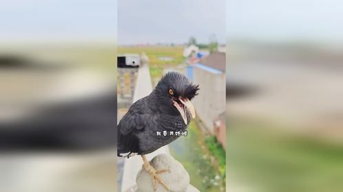 八哥小黑鸟模仿大绵羊和老黄牛叫声一流