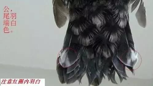 养了一只八哥 想让它学人说话可没那么简单！