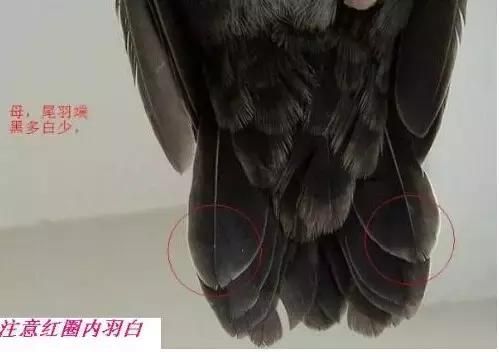 养了一只八哥 想让它学人说话可没那么简单！