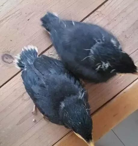 养了一只八哥 想让它学人说话可没那么简单！