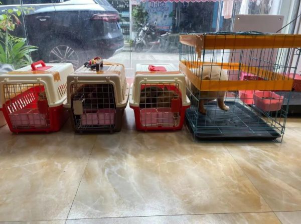 临汾 猫狗运输 靠谱 空调轿车
