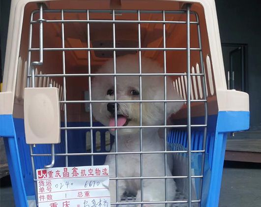 宠物运输公司