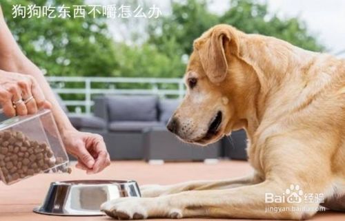 狗狗吃东西不嚼怎么办