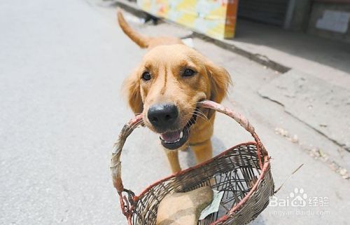 狗狗吃东西不嚼怎么办