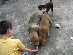 如何预防被狗咬？