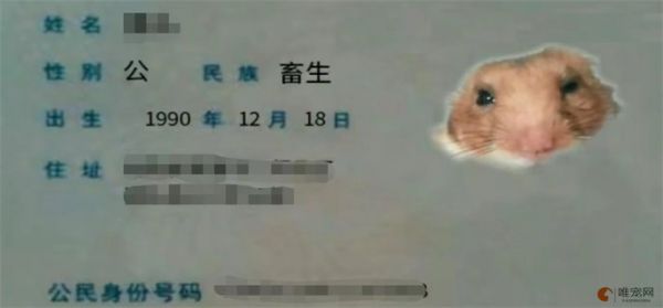 仓鼠身份证制作方法
