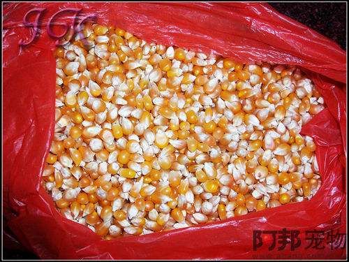 怎样制作仓鼠美食之爆米花
