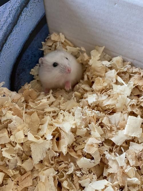 仓鼠养殖前景怎么样