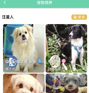 麦道宠物怎么领养