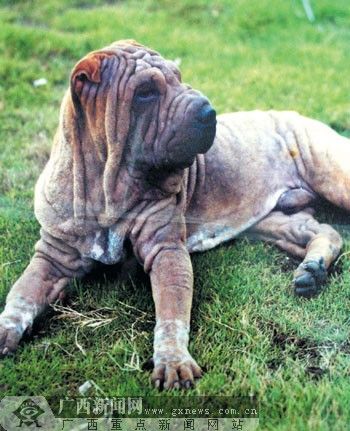 宠物诊所医生养狗做献血狗1升狗血价值5000元