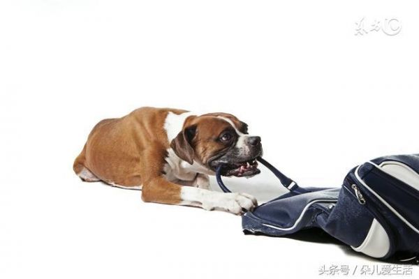 调皮狗狗爱撕咬，3步解决你的烦恼