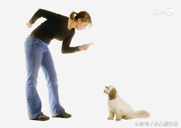 调皮狗狗爱撕咬，3步解决你的烦恼