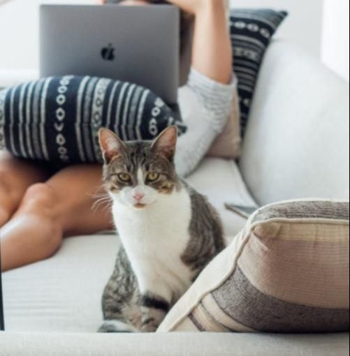 猫咪轻轻啃咬宠主手指有哪些原因呢？如何正确看待猫咪这种行为