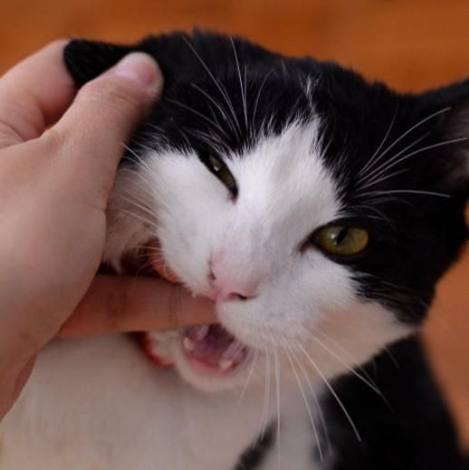 猫咪轻轻啃咬宠主手指有哪些原因呢？如何正确看待猫咪这种行为