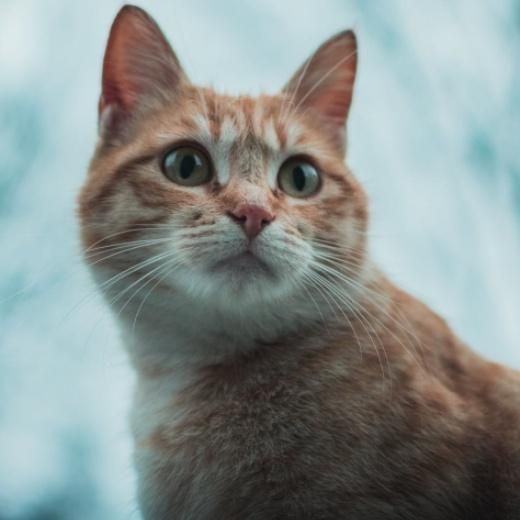 猫咪轻轻啃咬宠主手指有哪些原因呢？如何正确看待猫咪这种行为