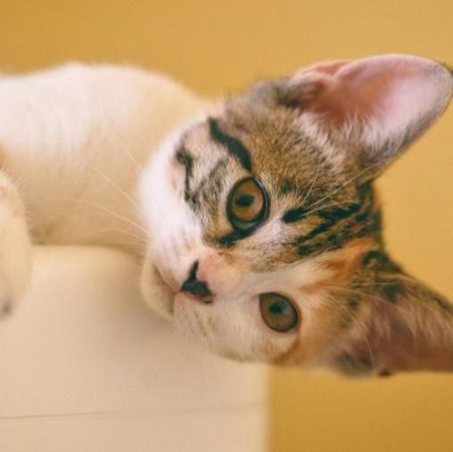 猫咪轻轻啃咬宠主手指有哪些原因呢？如何正确看待猫咪这种行为