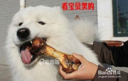 狗狗乱啃东西怎么办（狗狗为什么喜欢啃东西）
