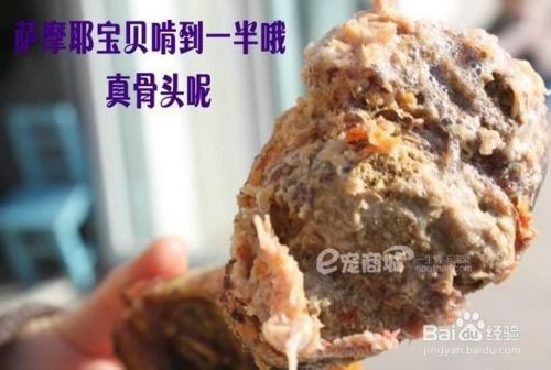 狗狗乱啃东西怎么办（狗狗为什么喜欢啃东西）