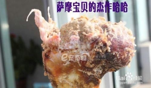 狗狗乱啃东西怎么办（狗狗为什么喜欢啃东西）