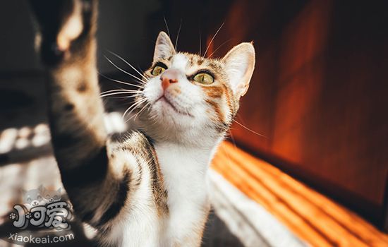 猫糖尿病的症状 也许你的猫正处于危险边缘