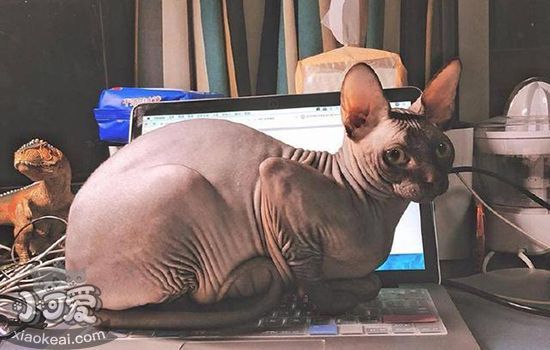 猫糖尿病的症状 也许你的猫正处于危险边缘