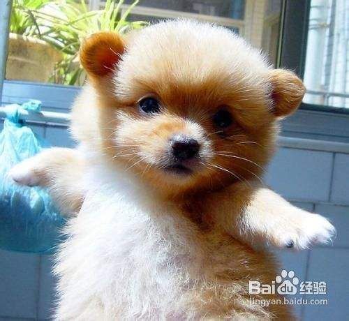 QQ宠物神器传说“系统忙”
