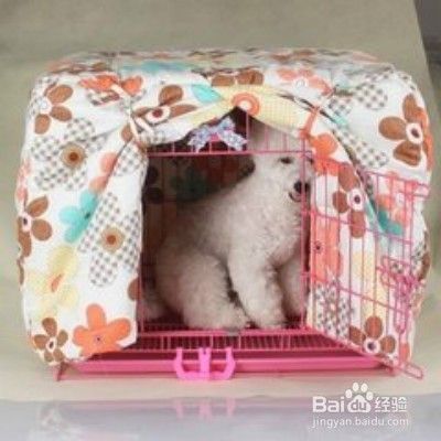 冬季宠物保暖注意事项