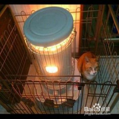 冬季宠物保暖注意事项