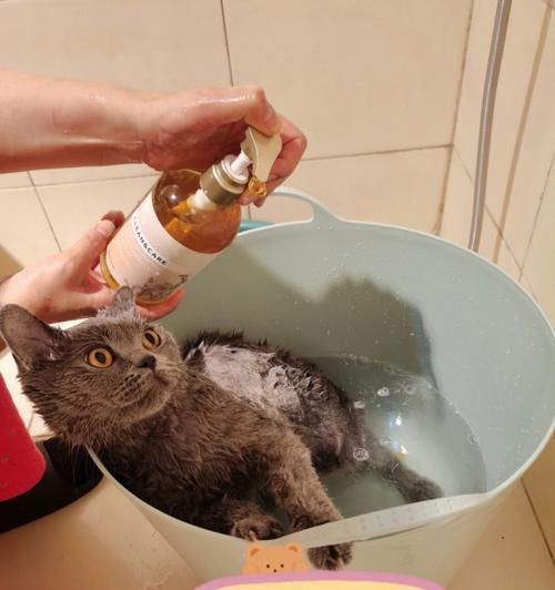 小猫自然界（以宠物为主）